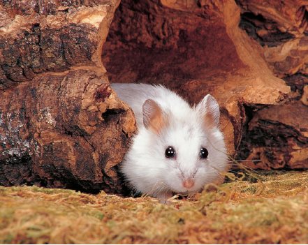 Hamsters belong to the same family as rats mice and gerbils Rodents have - photo 7