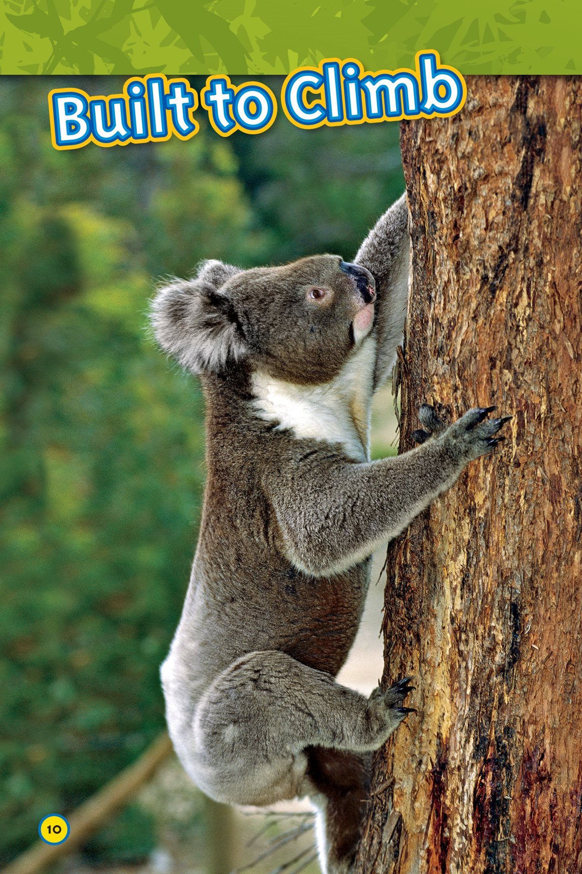 A koalas body is perfect for living in trees Its body curls up to - photo 12