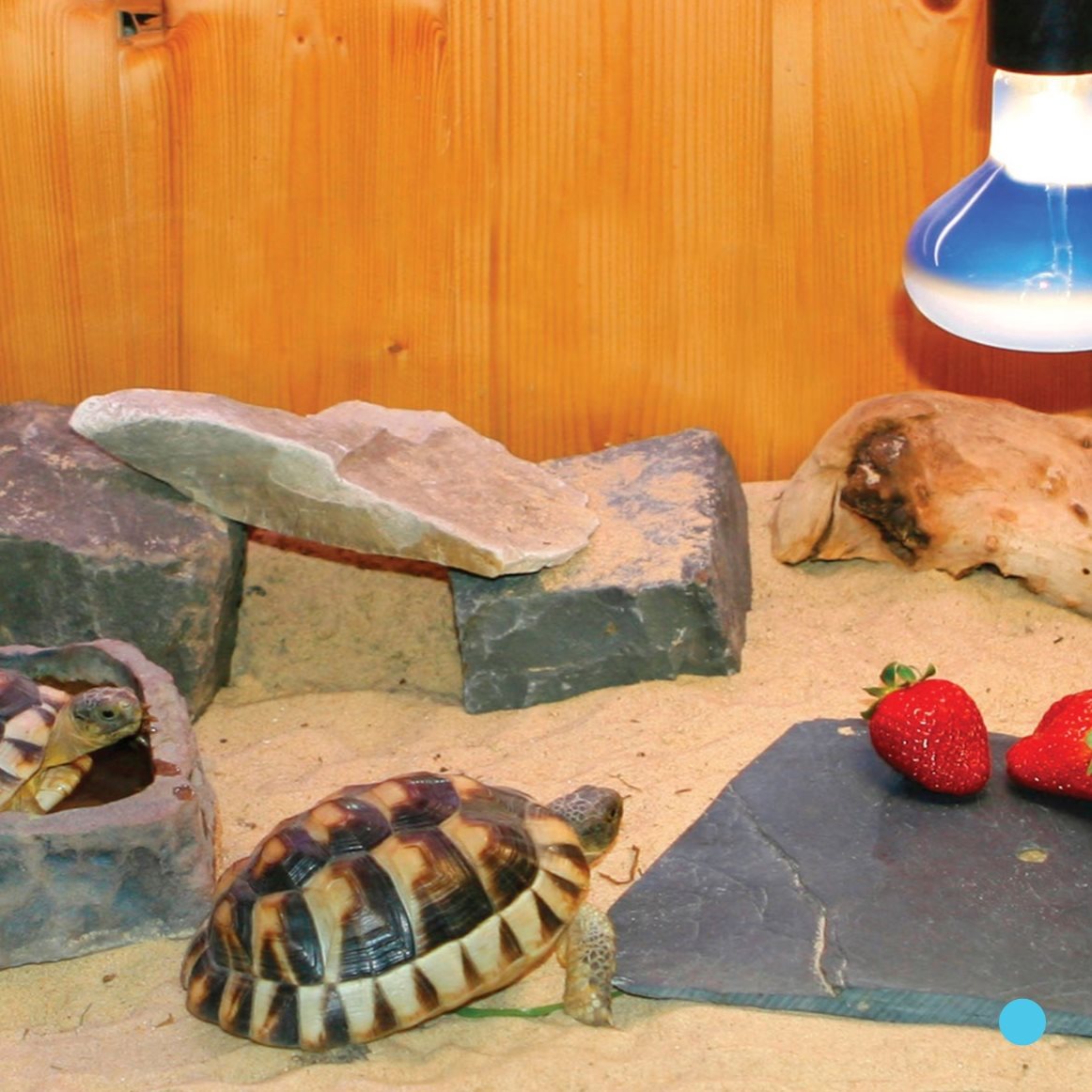 heat lamp A turtle is cold - blooded It needs a heat lamp Then it c - photo 11