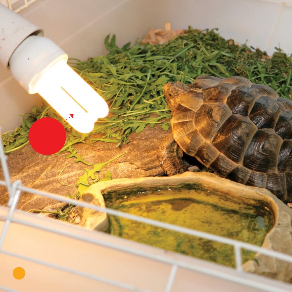 heat lamp A turtle is cold - blooded It needs a heat lamp Then it - photo 12