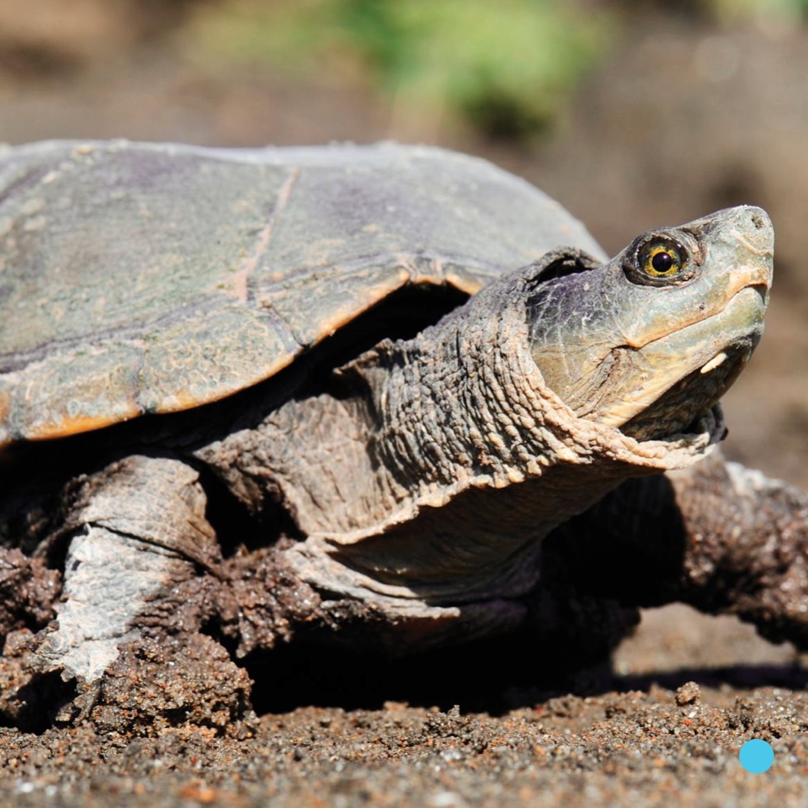 Turtles are cool pets What - photo 19