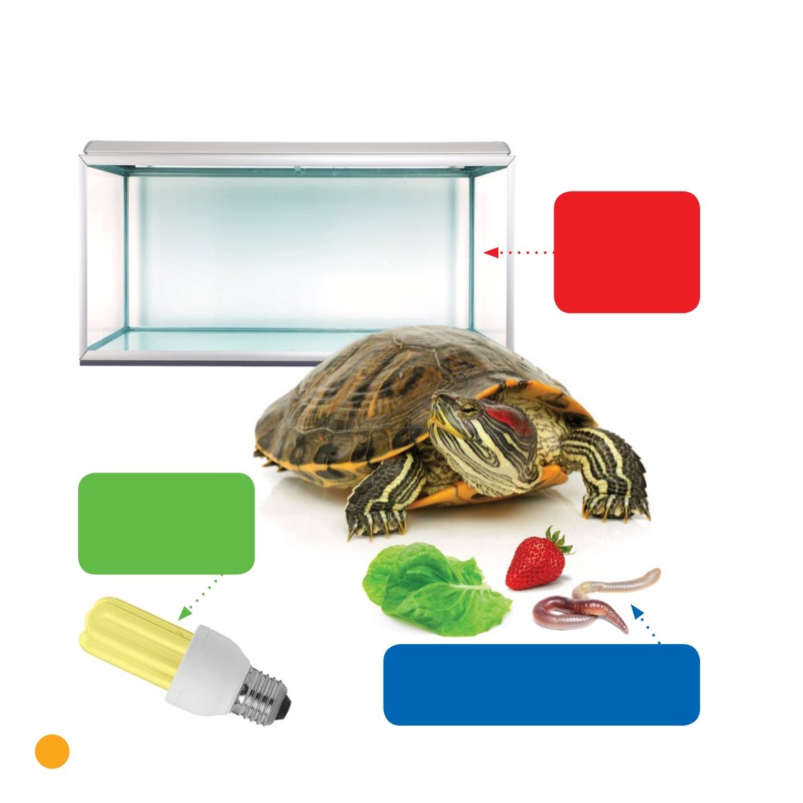 What Does a Turtle Need tank Make sure your tank is large enough for your - photo 22