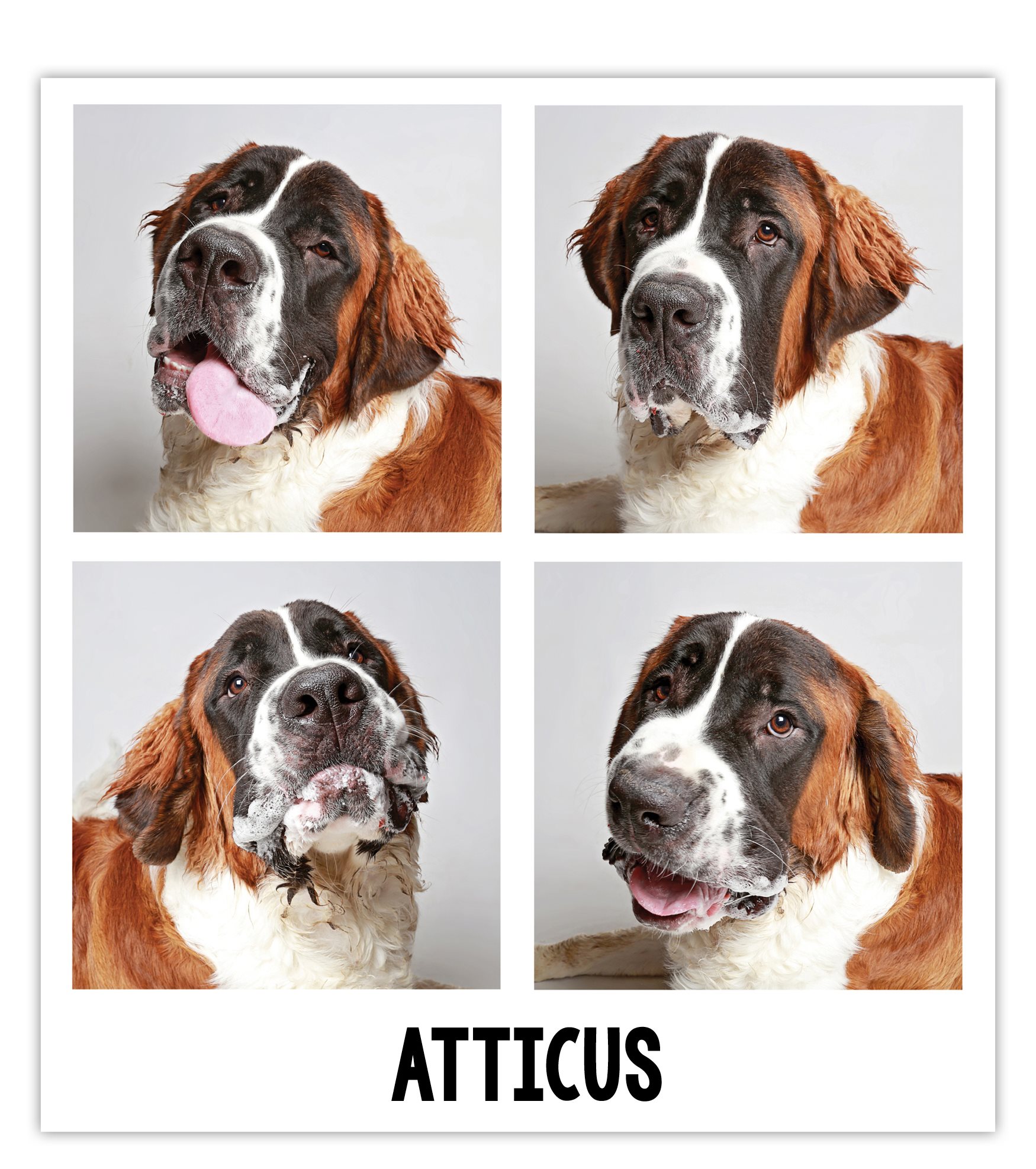 Atticus a seven-month-old Saint Bernard was surrendered because his owners - photo 10