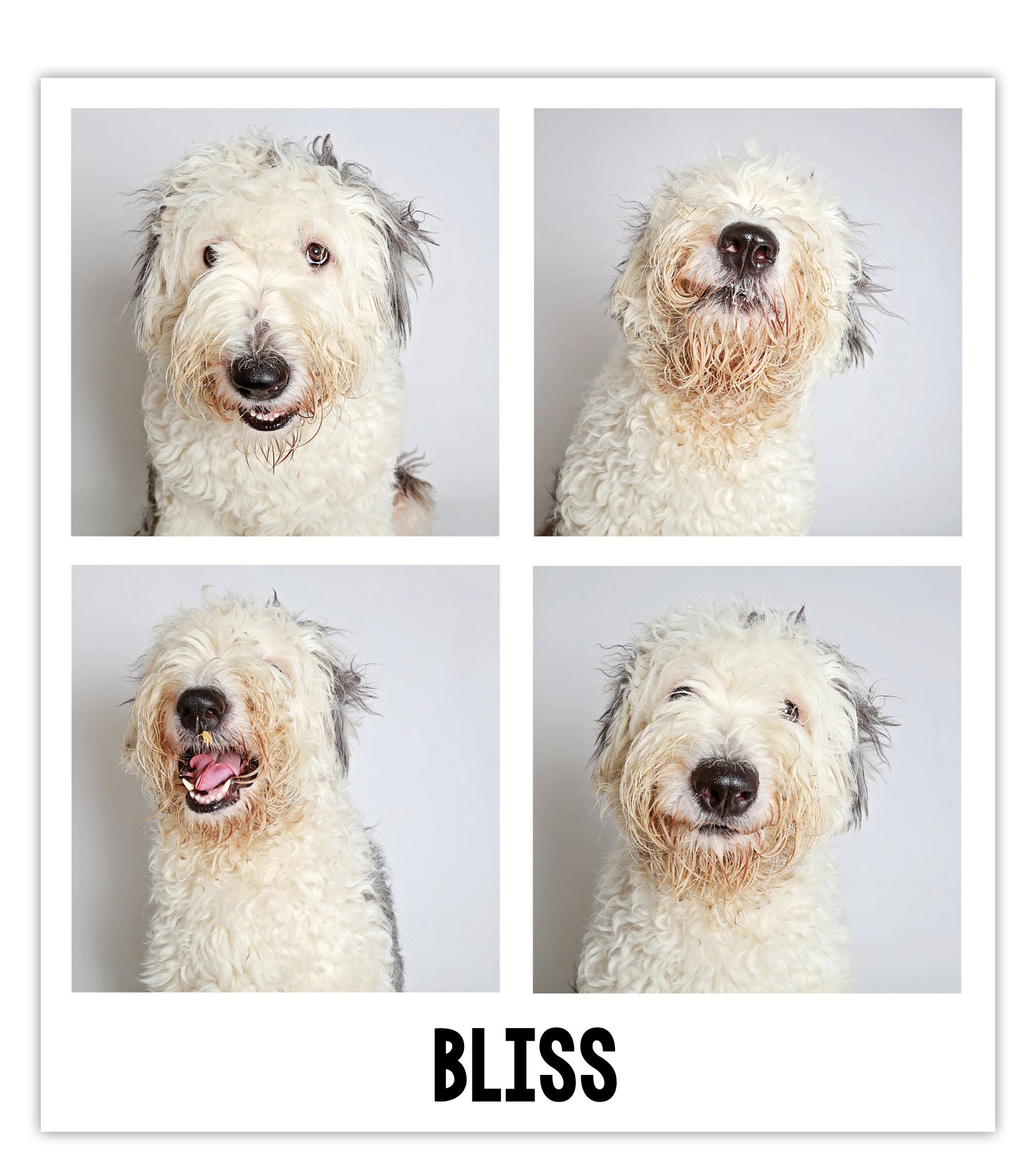 Two-year-old Bliss an Old English sheepdog was a big girl who took her - photo 7