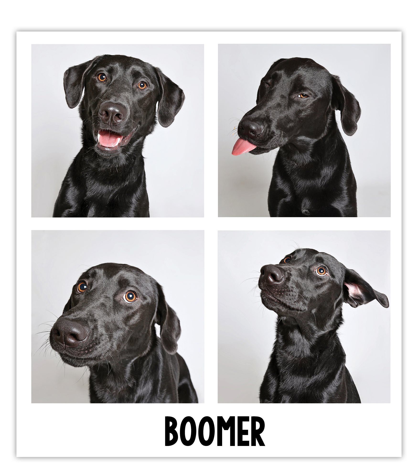 Boomer a year-old black Lab mix was surrendered to the Humane Society of Utah - photo 14