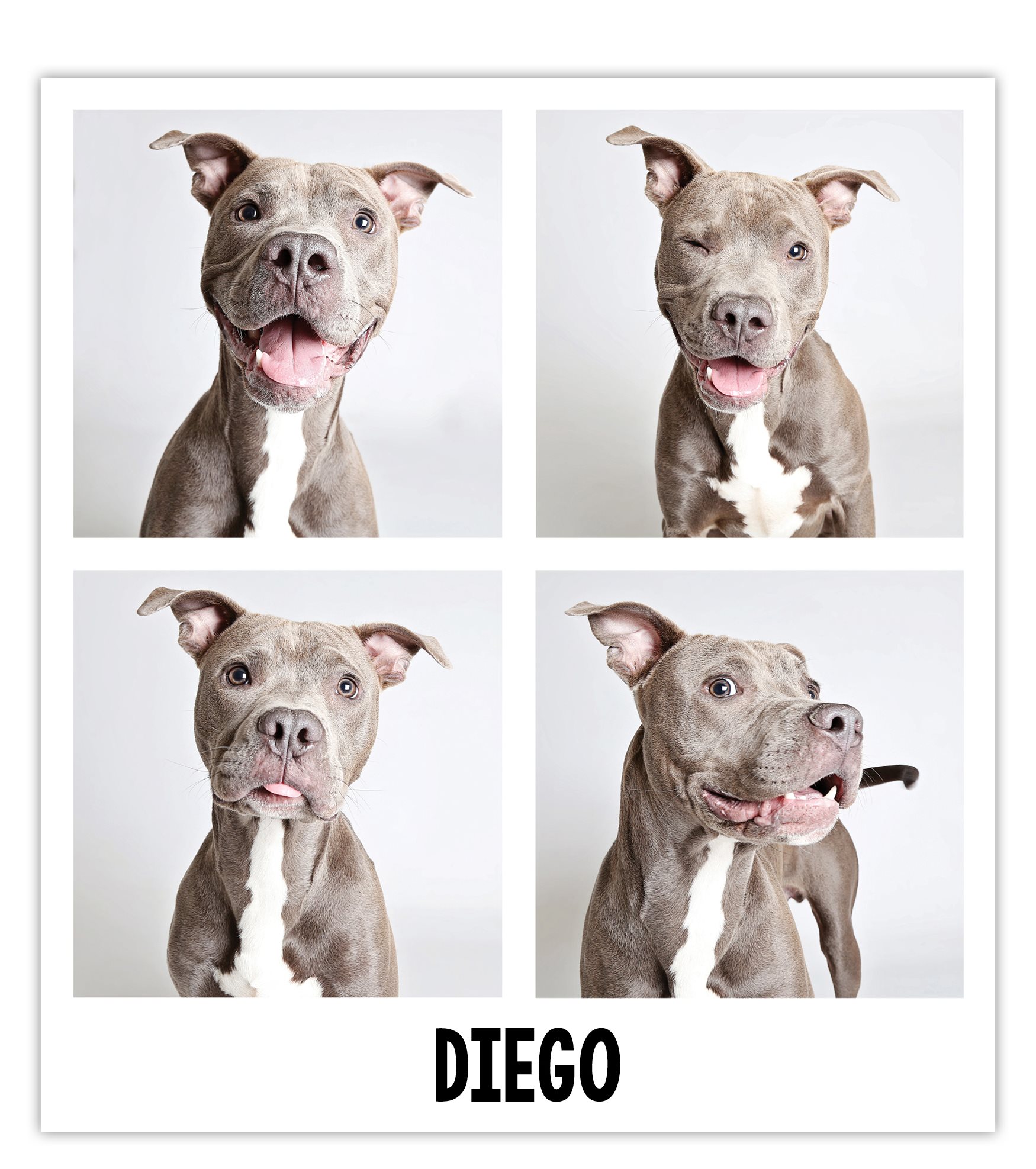 After being surrendered because his owner had too many animals Diego a - photo 8