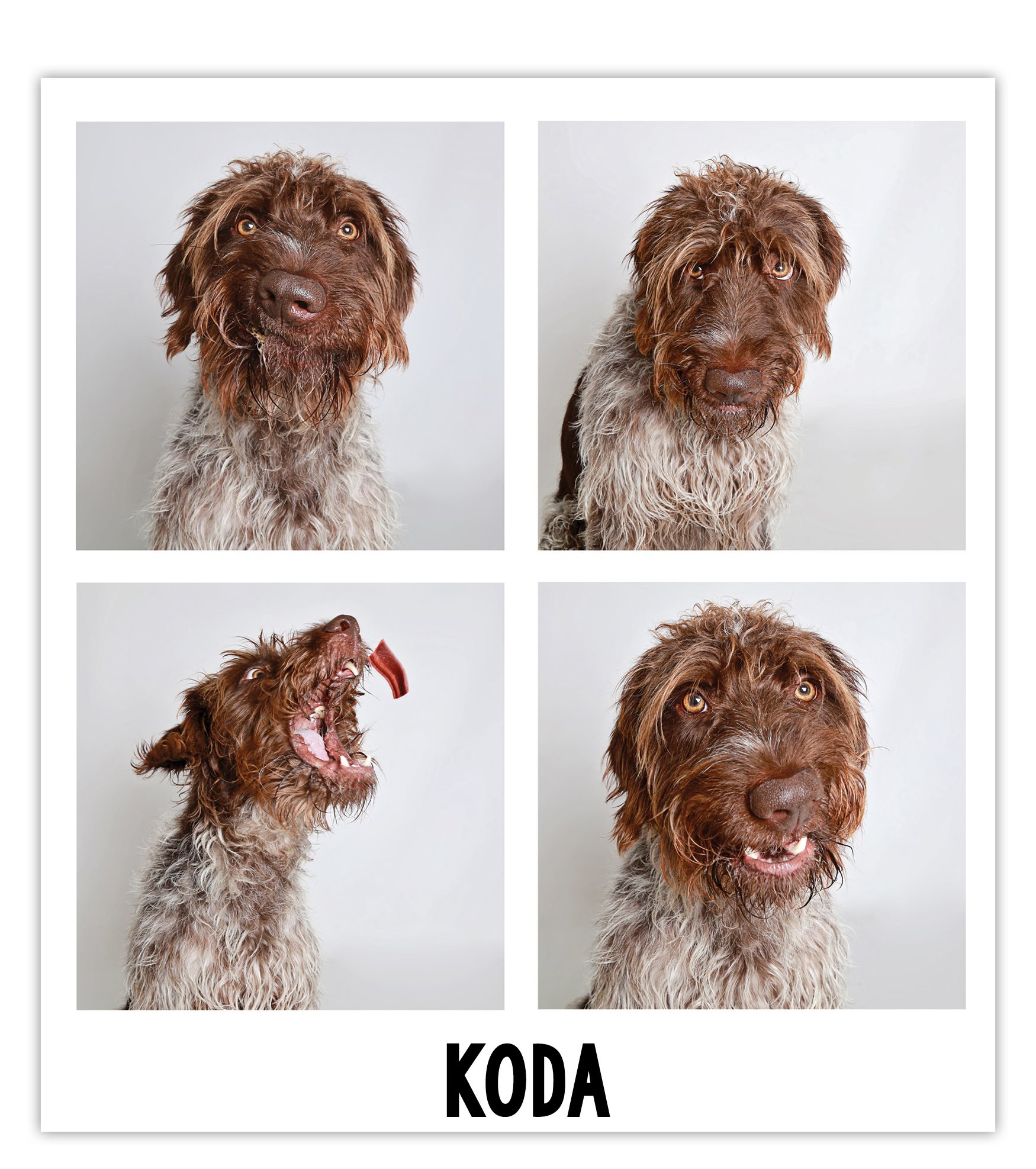 Koda ended up at the Humane Society of Utah when his former owners decied they - photo 4