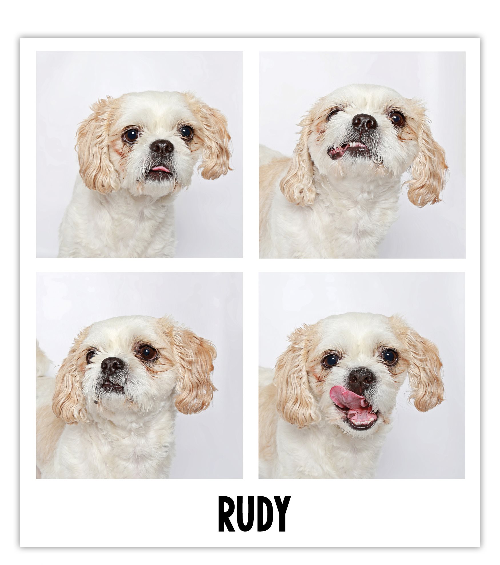 Rudy came to the shelter when his former owners ran into some problems This - photo 11