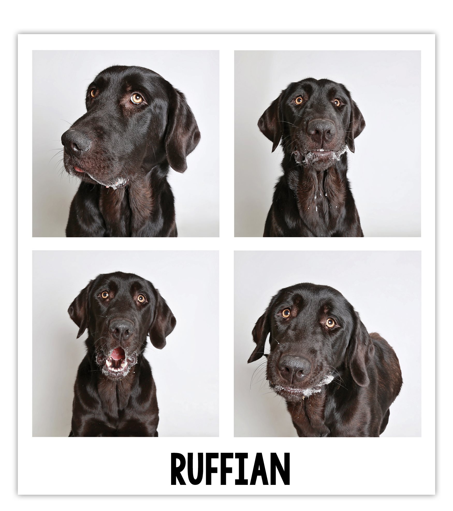 With puppy dog eyes that could melt your soul Ruffian got another chance at - photo 9