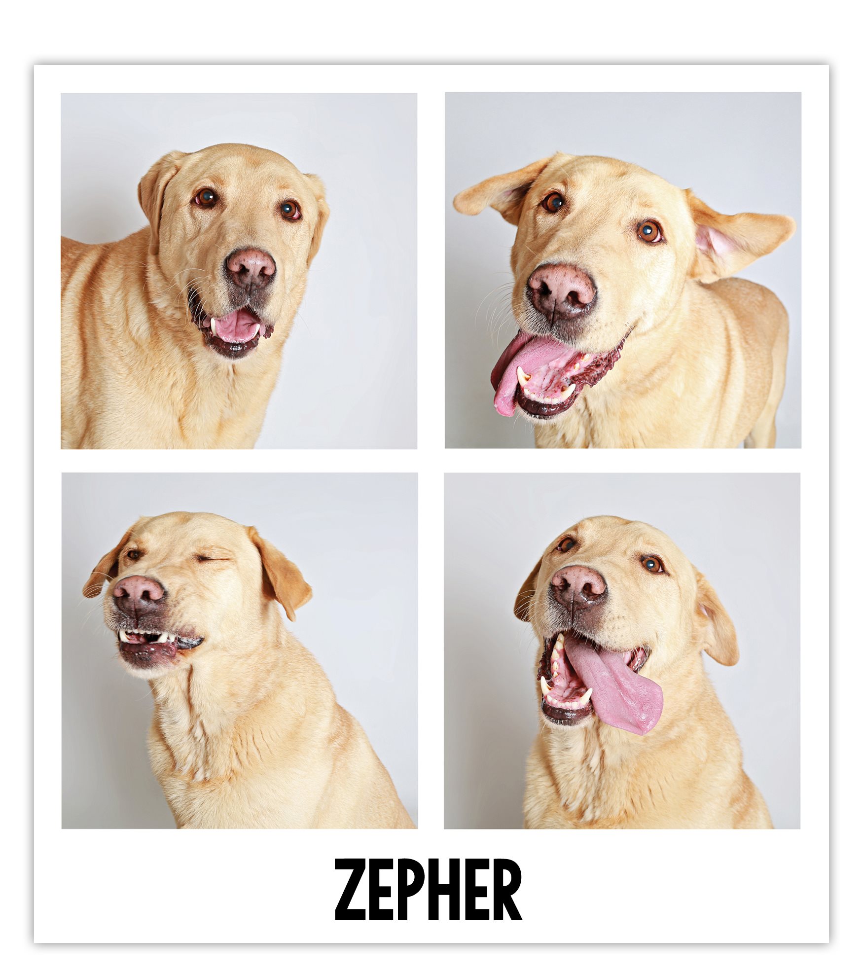 At ten years old Zepher landed at the shelter when his owner lost his home - photo 3