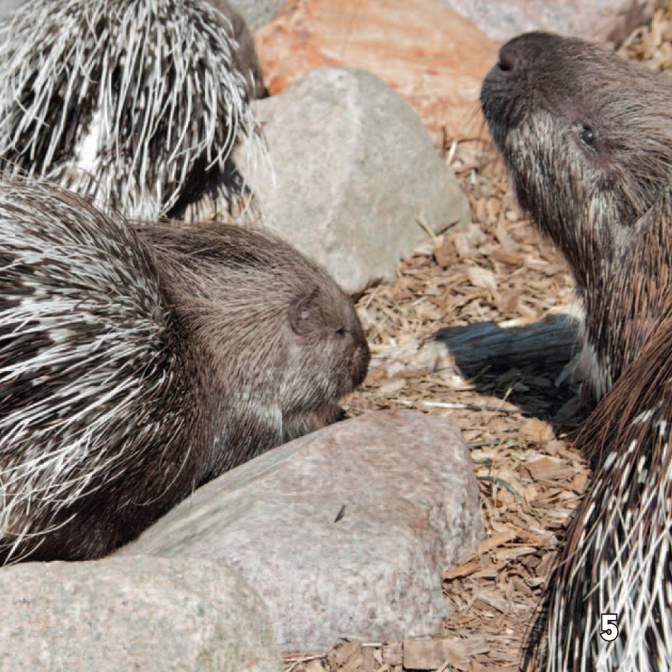 Old and New There are two main kinds of porcupines Those that live in - photo 7