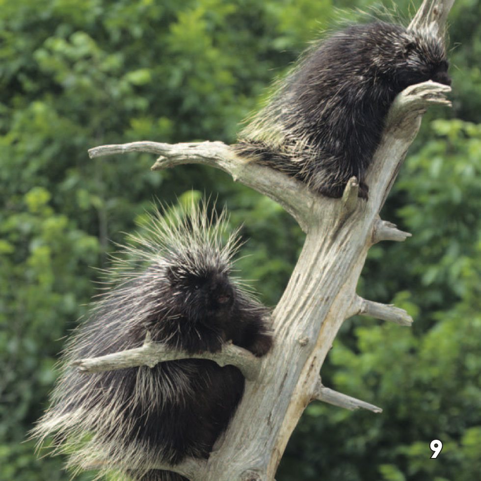 Ouch A porcupine quill is made up of long hairs that have grown - photo 11