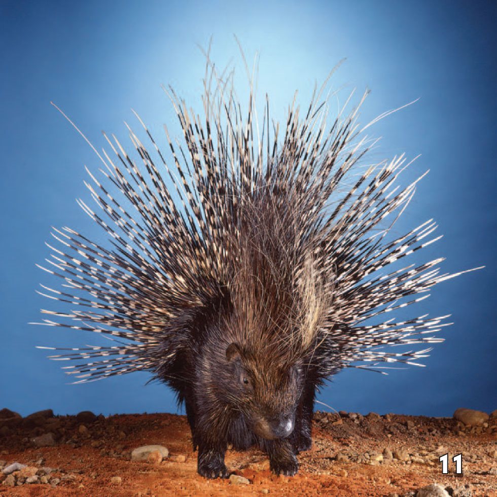 When an enemy is near a porcupine stomps its feet and shakes its quills - photo 13