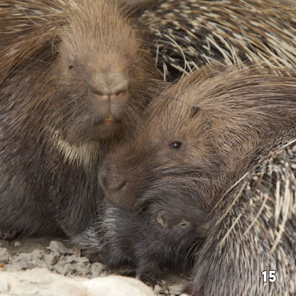 Males and females each have their own territory A porcupine doesnt - photo 17