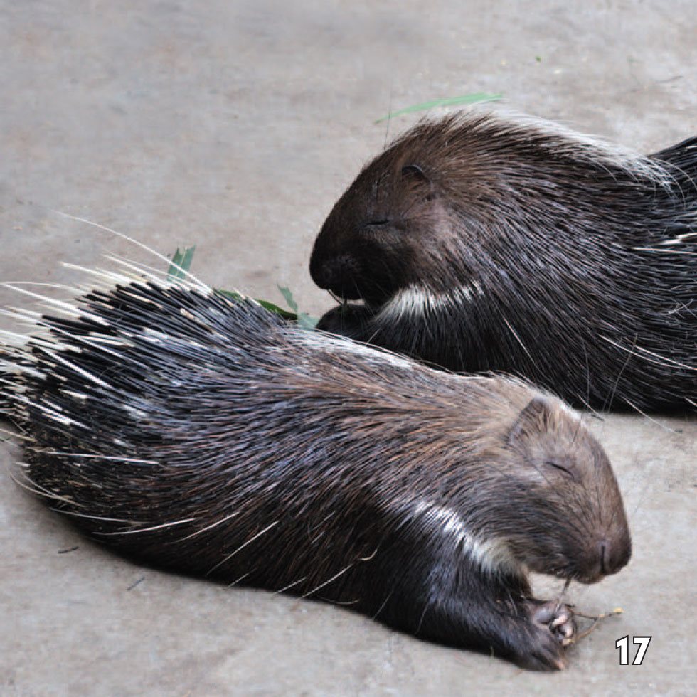 Baby Porcupines Baby porcupines are born in early summer Mothers - photo 19