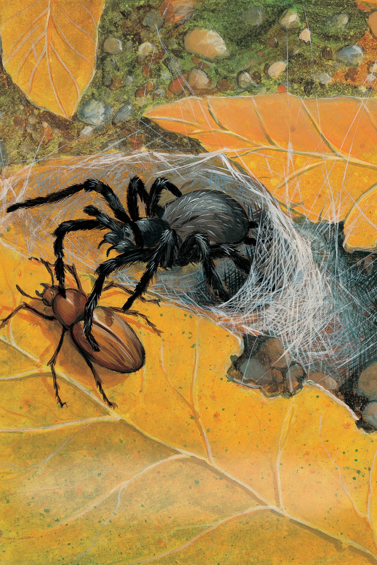 The funnel weaver spins a cone - shaped web and waits inside When a victim - photo 15