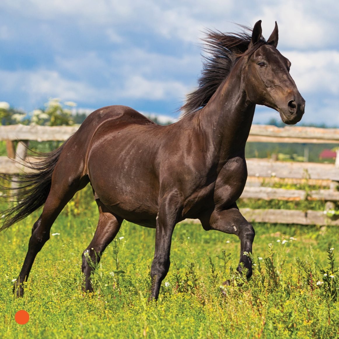 Horses are big They need a lot of space Sam is in a pasture It has a - photo 6