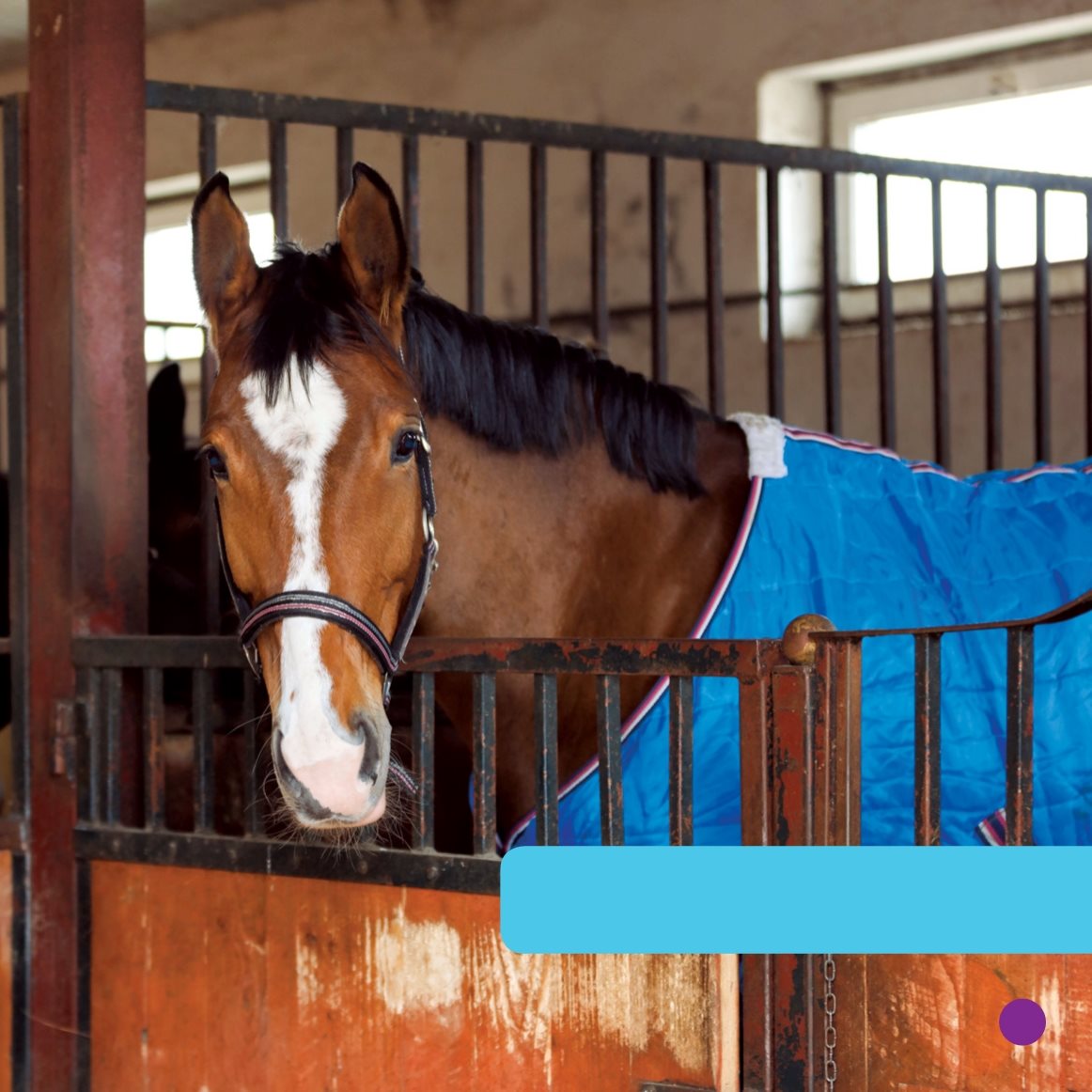 Prince has a stall A horse needs food and water CJ feeds Jazz hay - photo 9