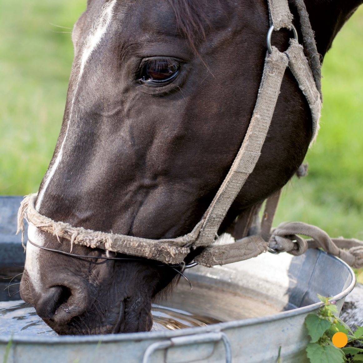 A horse needs grooming Kim brushes Abe She combs his mane mane She - photo 11