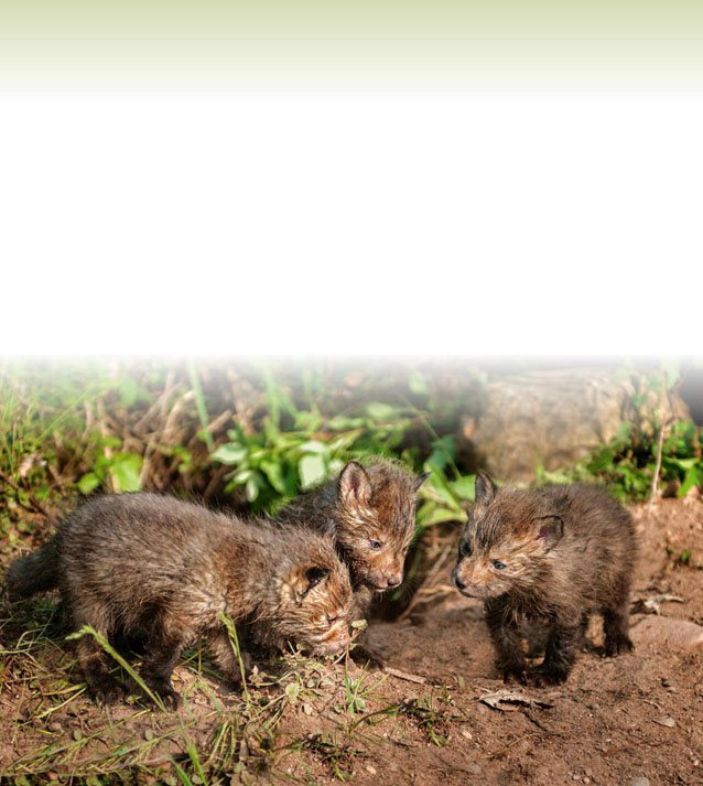 Body changes When they are born fox kits have brown fur short noses - photo 8