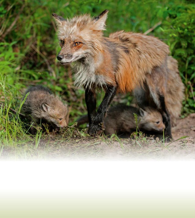 Foxes molt or lose their fur in spring and grow thinner fur for the - photo 9