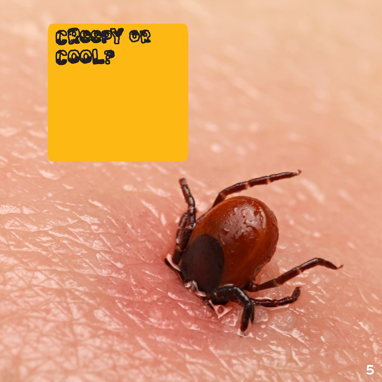 Creepy OR Cool A tick attaches itself to a host with a barbed body - photo 5