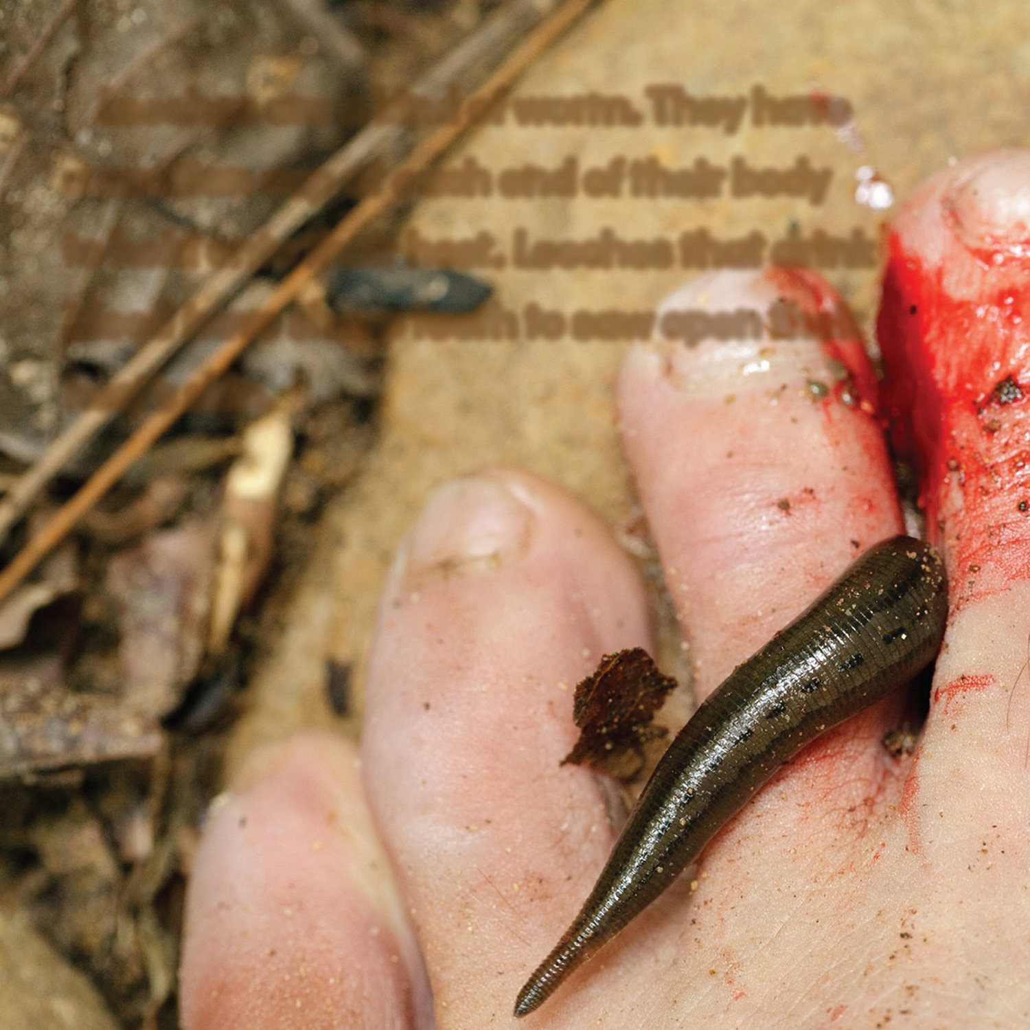 Leeches are a kind of worm They have a suction cup at each end of their body - photo 6