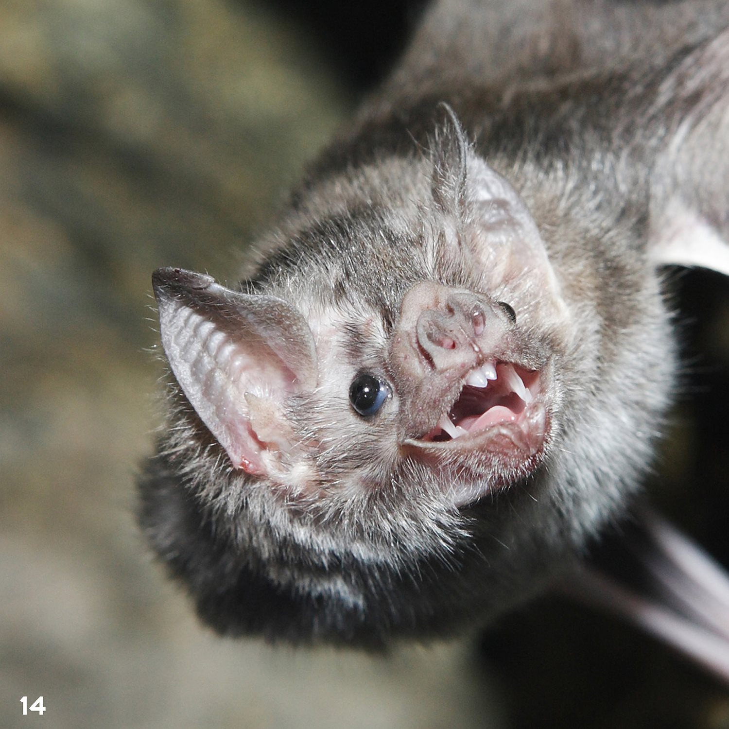 Common vampire bats sneak onto large animals They nip the skin and lap up - photo 14