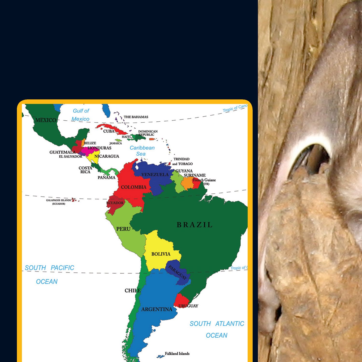 Vampire bats live in Mexico Central America and South America - photo 16