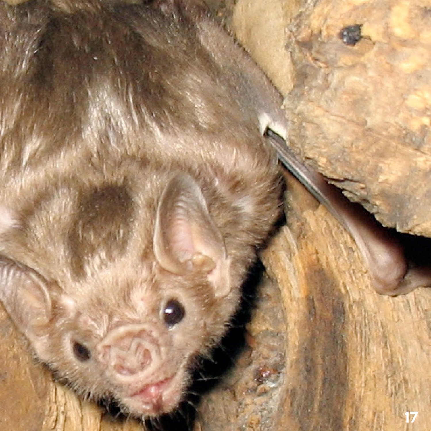 Like all vampire bats white - winged vampire bats feed on only blood - photo 17