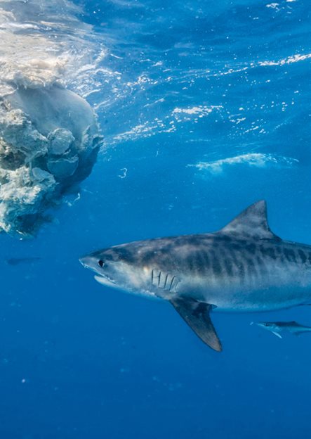 A tiger shark feeds on a dead sperm whale T he radio on the boat - photo 5