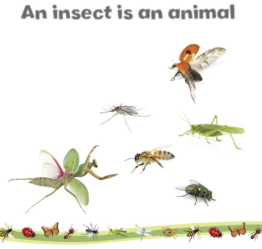 An insect is an animal ladybug mosquito An insect is a type of animal - photo 6