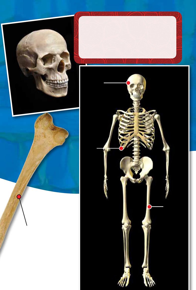 Skull Bones v femur skull ribs femur The skull looks like one bone - photo 13