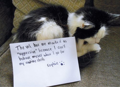 Cat Shaming - photo 48