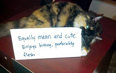 Cat Shaming - photo 7