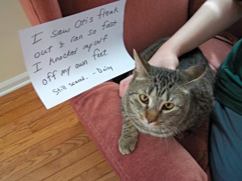 Cat Shaming - photo 12