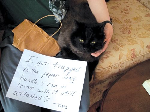 Cat Shaming - photo 11