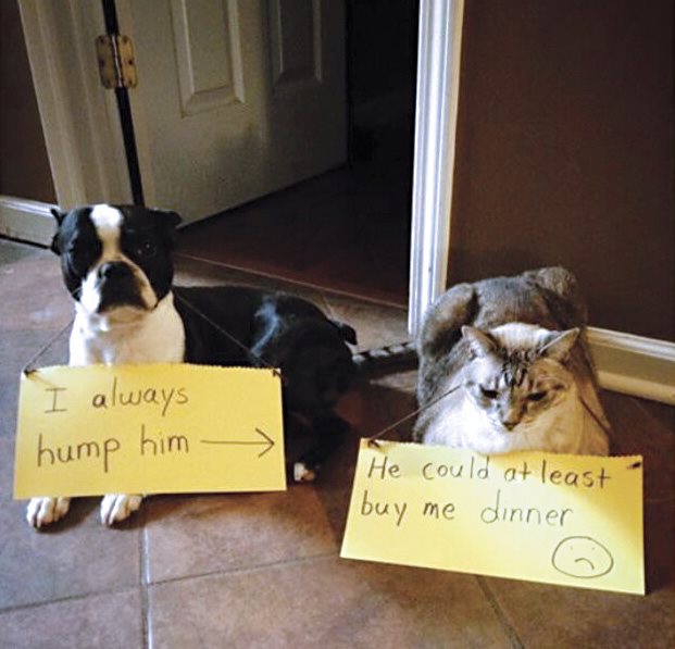 Cat Shaming - photo 33