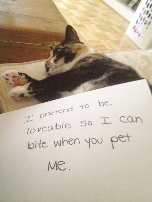 Cat Shaming - photo 38