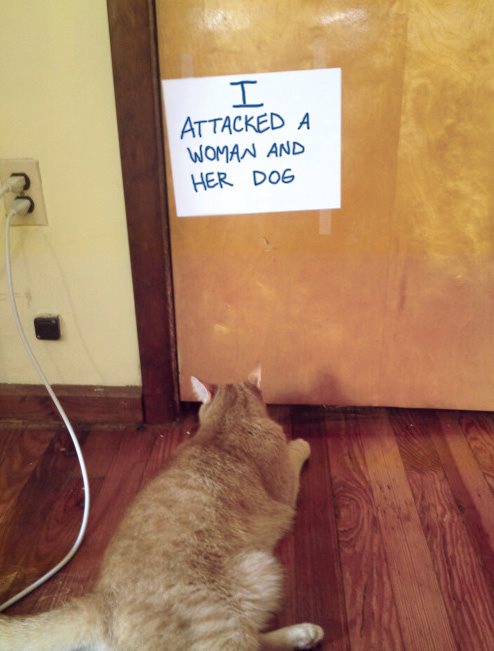 Cat Shaming - photo 45