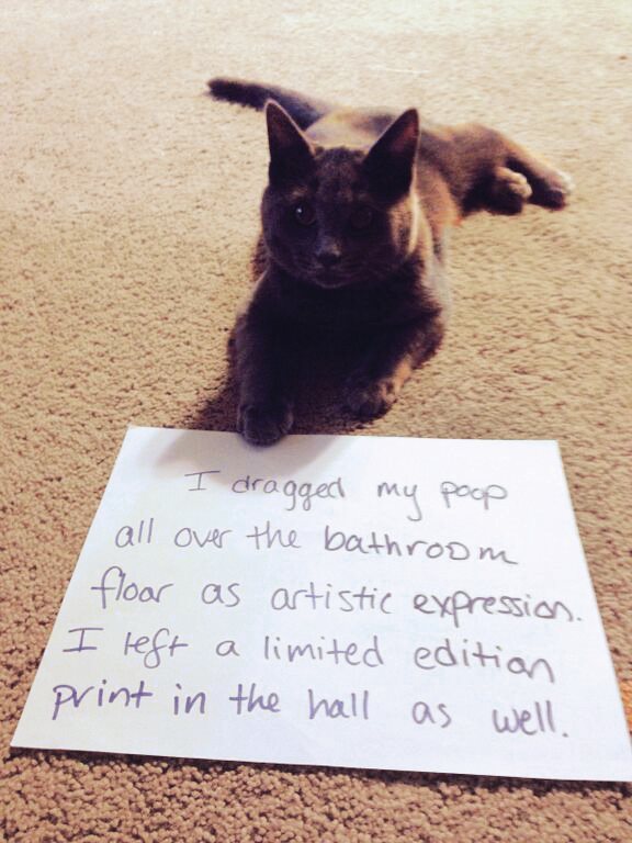 Cat Shaming - photo 26