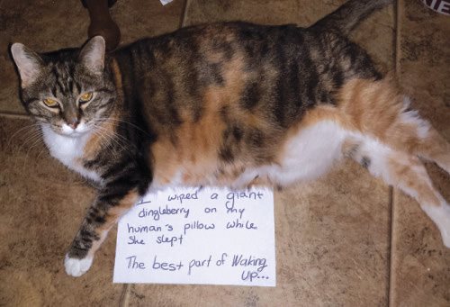 Cat Shaming - photo 39