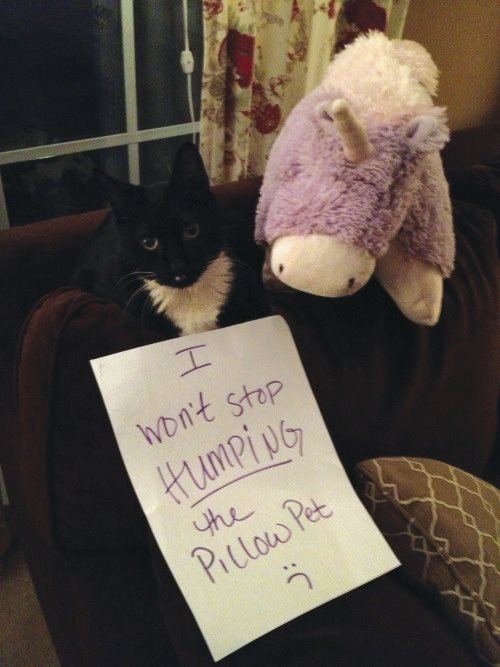 Cat Shaming - photo 44