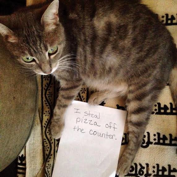 Cat Shaming - photo 27