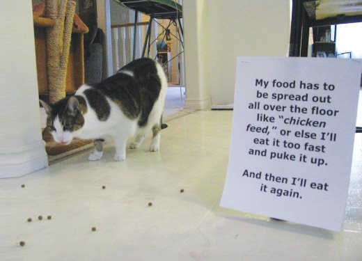 Cat Shaming - photo 47