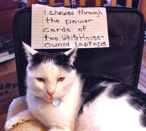 Cat Shaming - photo 41