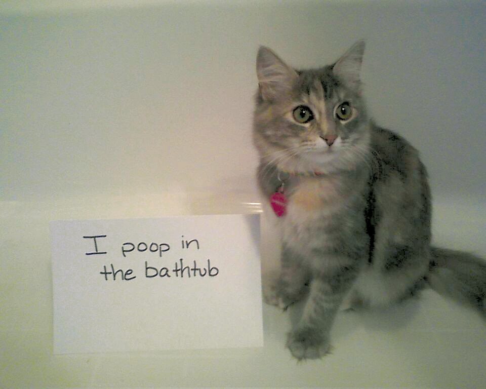 Cat Shaming - photo 4