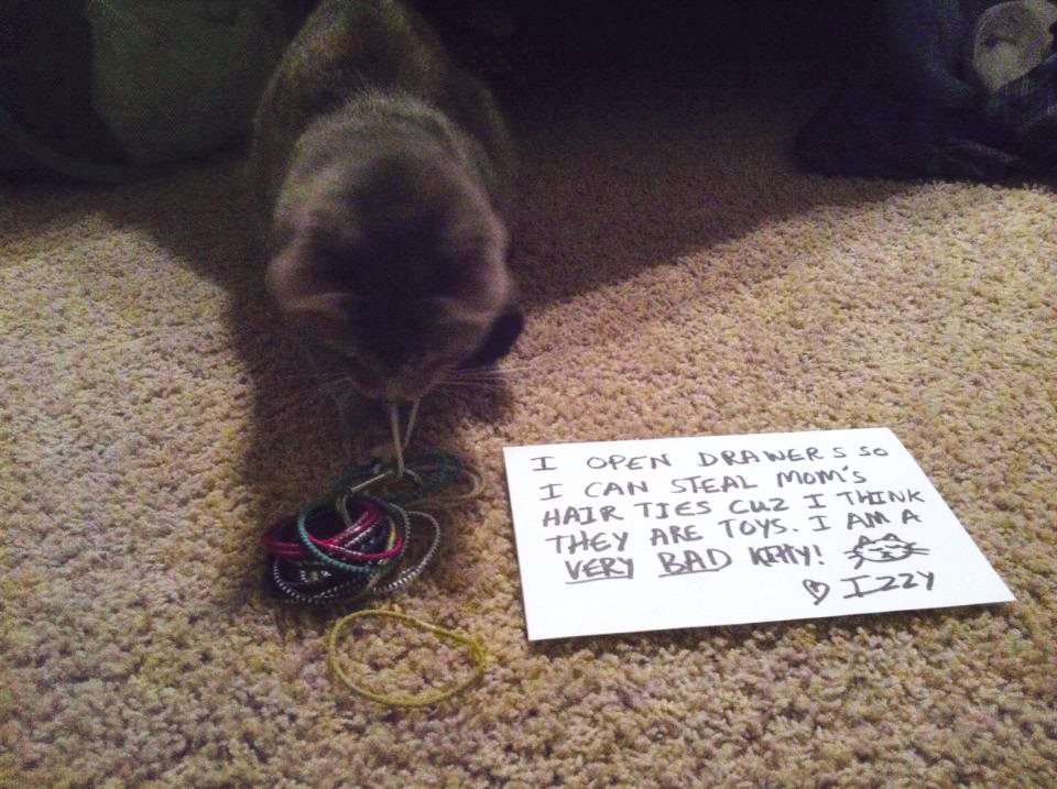 Cat Shaming - photo 37