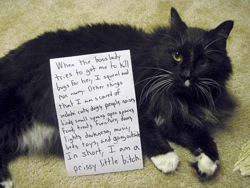 Cat Shaming - photo 22