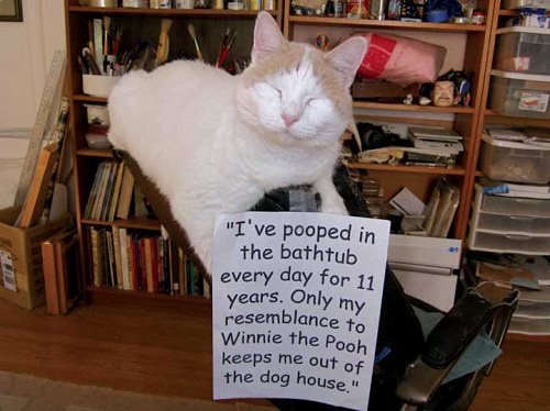 Cat Shaming - photo 35